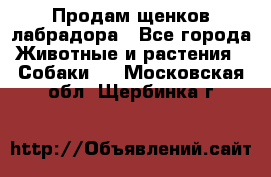 Продам щенков лабрадора - Все города Животные и растения » Собаки   . Московская обл.,Щербинка г.